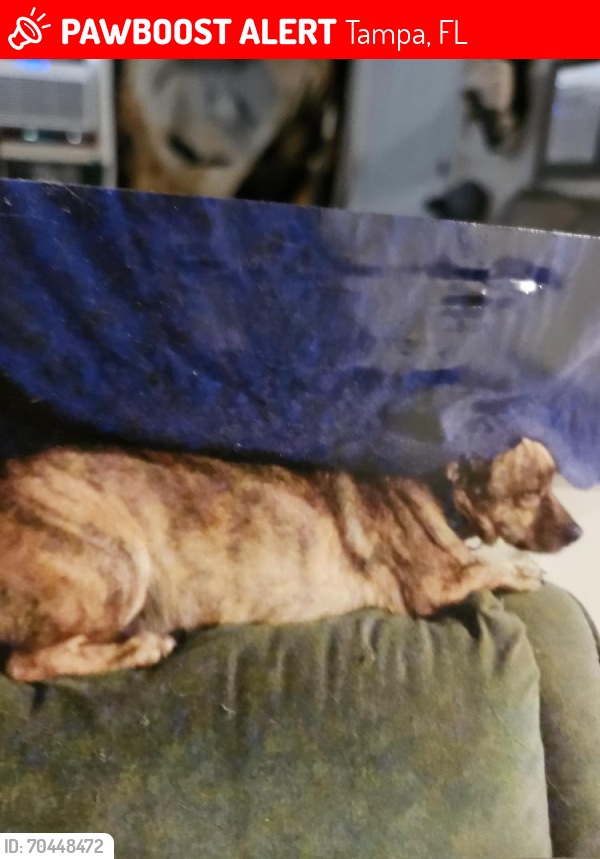 Lost Male Dog last seen Nebraska Avenue , Tampa, FL 33613