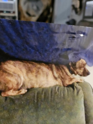 Lost Male Dog last seen Nebraska Avenue , Tampa, FL 33613