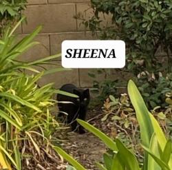 Lost Female Cat last seen Between EG Blvd & Nestling Circle, Elk Grove, CA 95757
