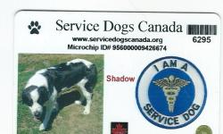 Lost Female Dog last seen McCallum Centre, Abbotsford, BC, Surrey, BC V4N 0C8