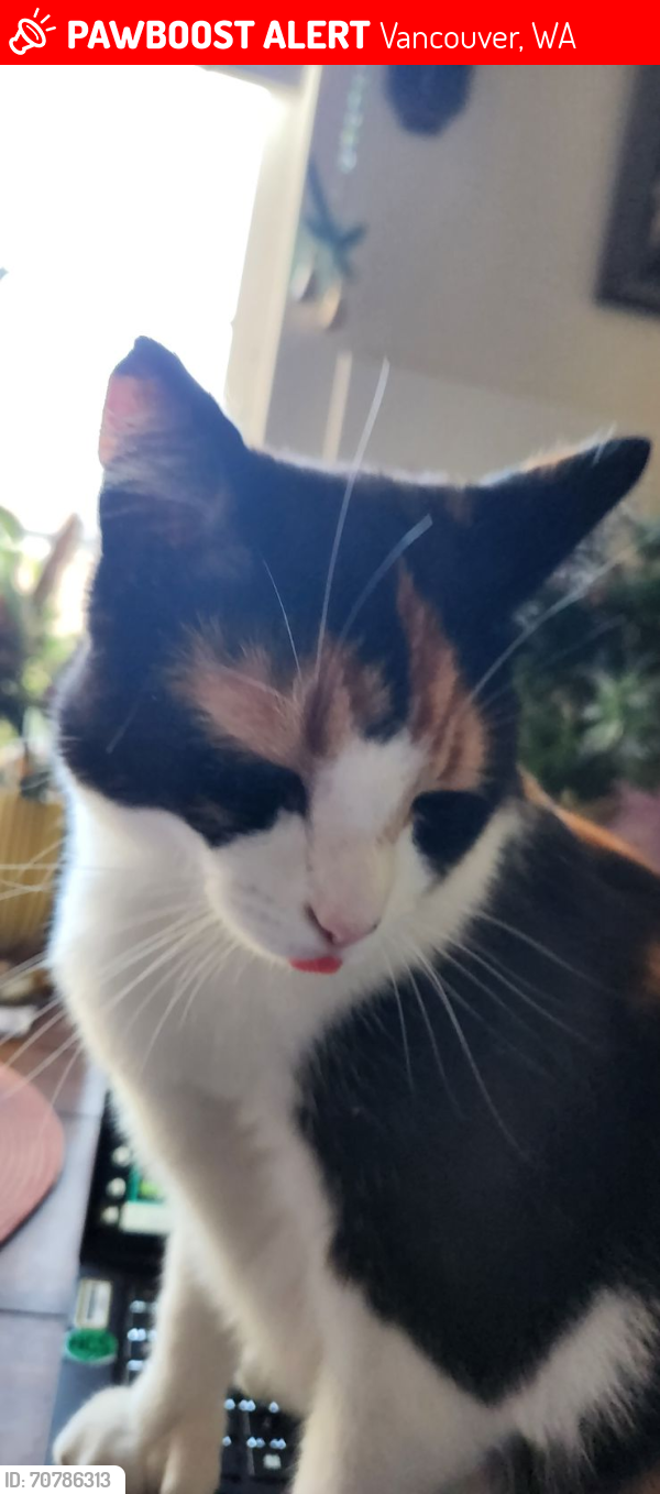 Lost Female Cat last seen SE 164th & 29th, Vancouver, WA 98683