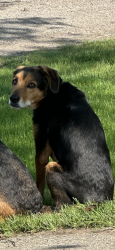 Lost Male Dog last seen Cloverville Rd and Cline Rd, Fruitport Charter Township, MI 49415