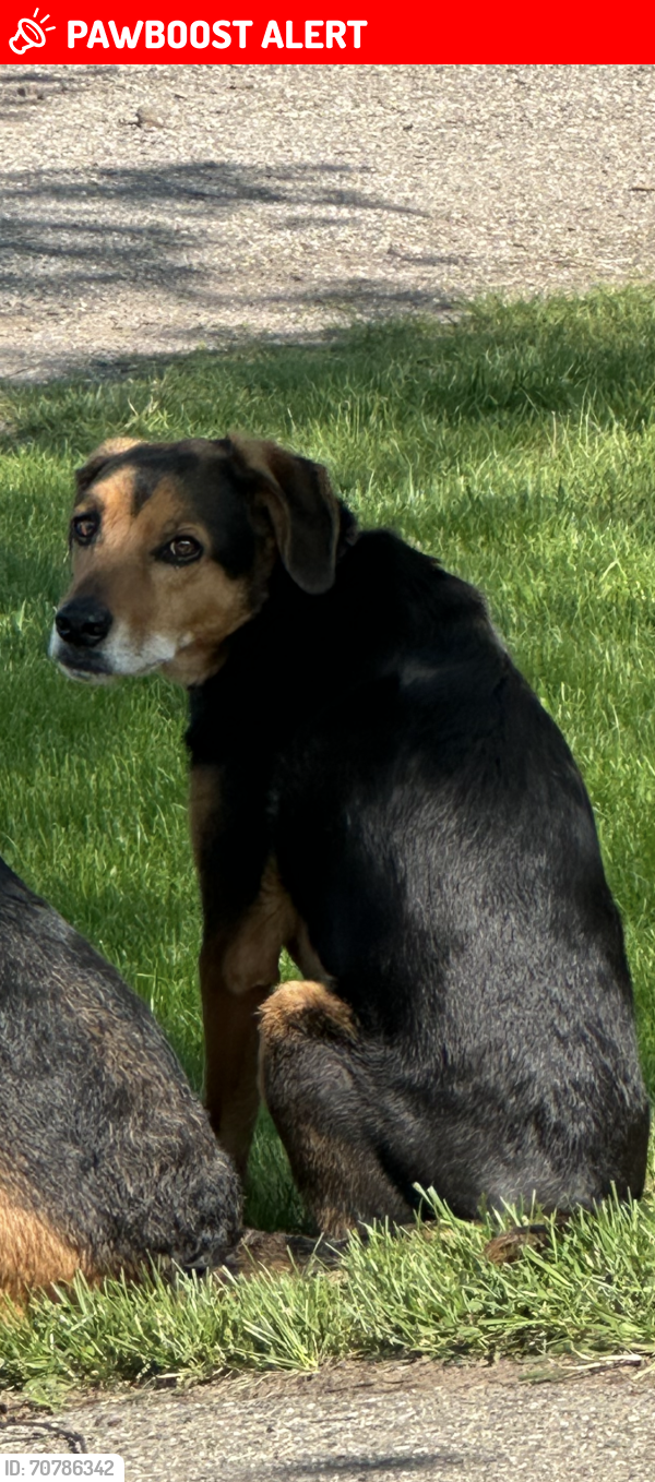 Lost Male Dog last seen Cloverville Rd and Cline Rd, Fruitport Charter Township, MI 49415