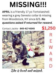 Lost Female Cat last seen Near rt 212 Shady NY, Bearsville, NY 12409
