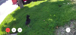 Reunited Male Dog last seen Park Vista Dr, Rialto, CA 92376, USA, Rialto, CA 92376