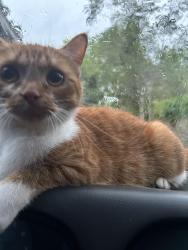 Reunited Female Cat last seen Drew st , Clearwater, FL 33755