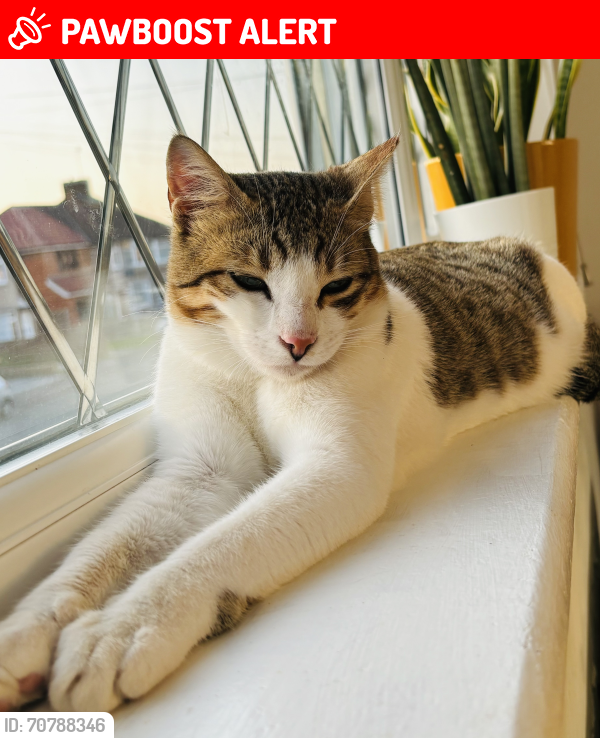 Lost Male Cat last seen UB34 AF, Greater London, England UB3