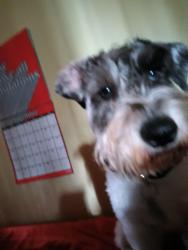 Lost Male Dog last seen South Wayne Ave, Fox Ave, Taylor St, Broadway Ave, Webster St., Fort Wayne, IN 46807