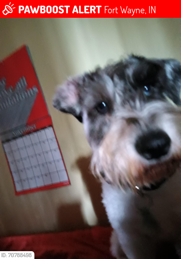 Lost Male Dog last seen South Wayne Ave, Fox Ave, Taylor St, Broadway Ave, Webster St., Fort Wayne, IN 46807