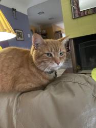 Lost Male Cat last seen Salem and Birney, Cincinnati, OH 45230