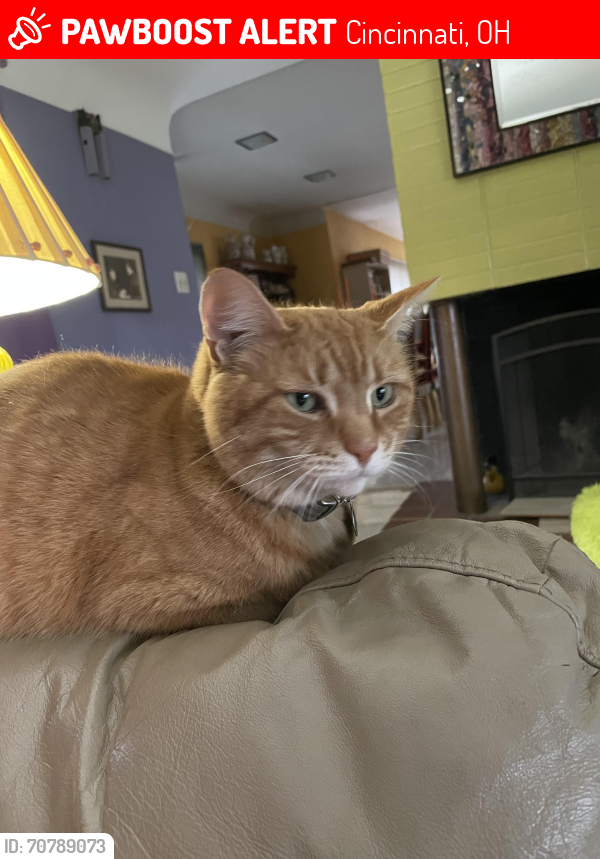 Lost Male Cat last seen Salem and Birney, Cincinnati, OH 45230