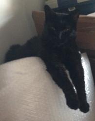 Lost Male Cat last seen South Street, Crown Point, IN 46307