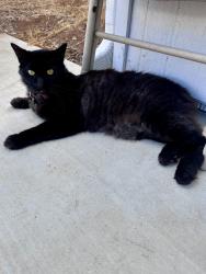 Reunited Male Cat last seen First/Greta/Mollison, El Cajon, CA 92021