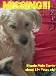 Lost Male Dog last seen Williams & Sunrise Banning, Banning, CA 92220