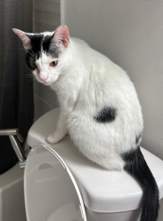 Lost Female Cat last seen Near Sw 96 Ct 33174 Miami FL , Miami, FL 33174
