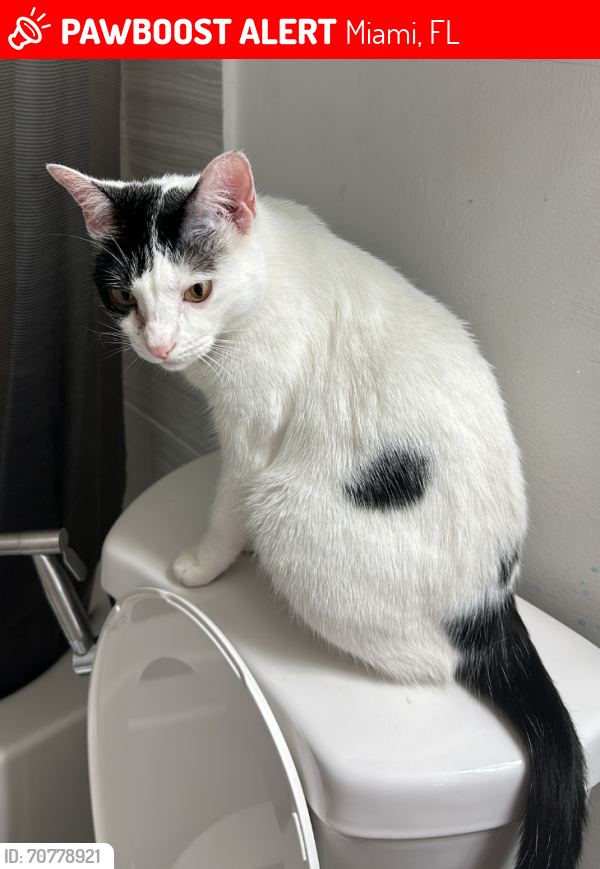 Lost Female Cat last seen Near Sw 96 Ct 33174 Miami FL , Miami, FL 33174