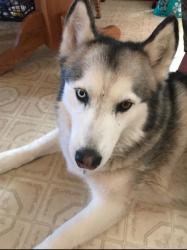 Lost Female Dog last seen N Fairview Ave, near Juarez Bakery, Wichita, KS 67203