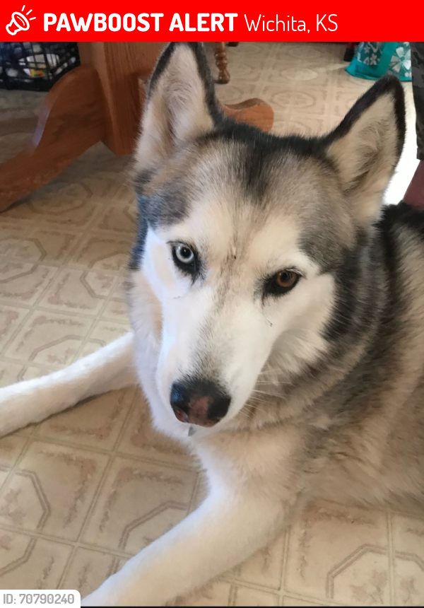 Lost Female Dog last seen N Fairview Ave, near Juarez Bakery, Wichita, KS 67203
