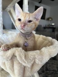 Lost Female Cat last seen Buffalo/Vegas Dr., Las Vegas, NV 89128