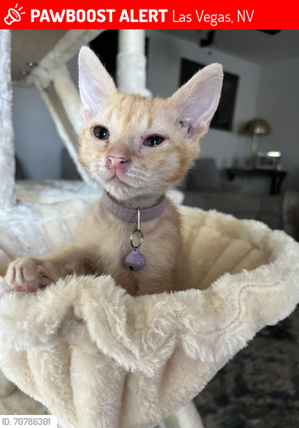 Lost Female Cat last seen Buffalo/Vegas Dr., Las Vegas, NV 89128