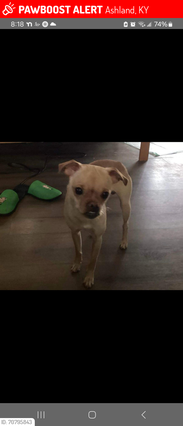 Lost Male Dog last seen Skyline Dr ashland, KY, Ashland, KY 41102