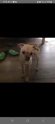 Lost Male Dog last seen Skyline Dr ashland, KY, Ashland, KY 41102