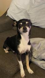 Lost Male Dog last seen Near Don Mariano, Albuquerque, NM 87105