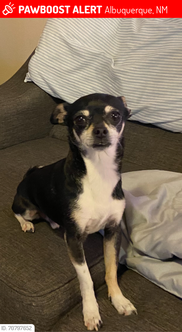 Lost Male Dog last seen Near Don Mariano, Albuquerque, NM 87105