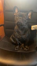 Lost Male Dog last seen Plymouth rd / Beech Daly , Redford Charter Township, MI 48239
