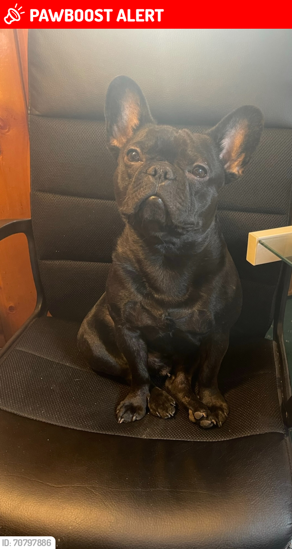 Lost Male Dog last seen Plymouth rd / Beech Daly , Redford Charter Township, MI 48239