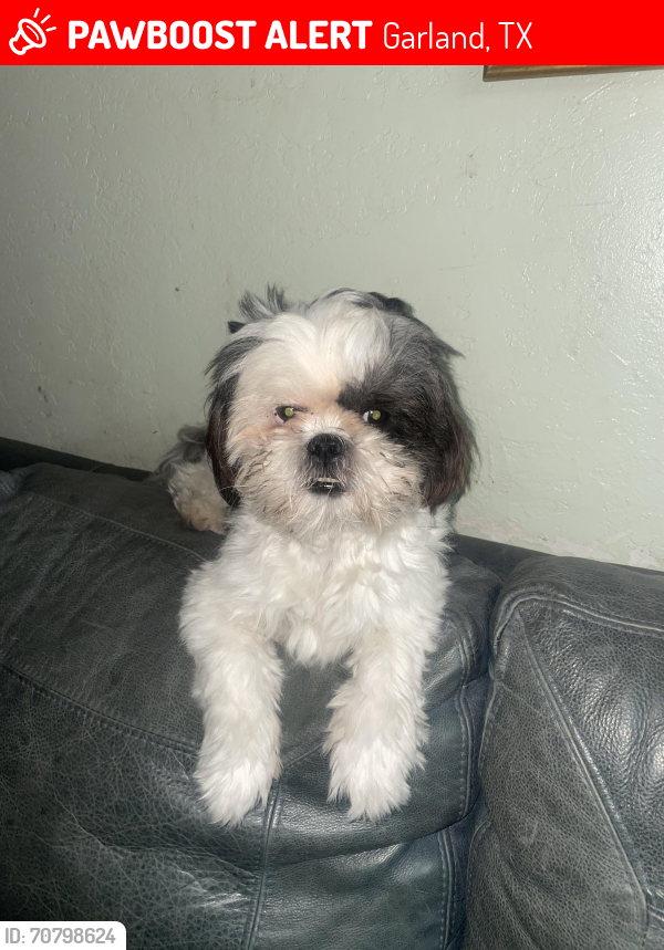Lost Male Dog last seen Near Daniel Dr garlan tx 75041, Garland, TX 75041