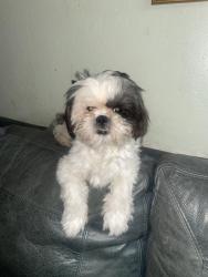 Lost Male Dog last seen Near Daniel Dr garlan tx 75041, Garland, TX 75041