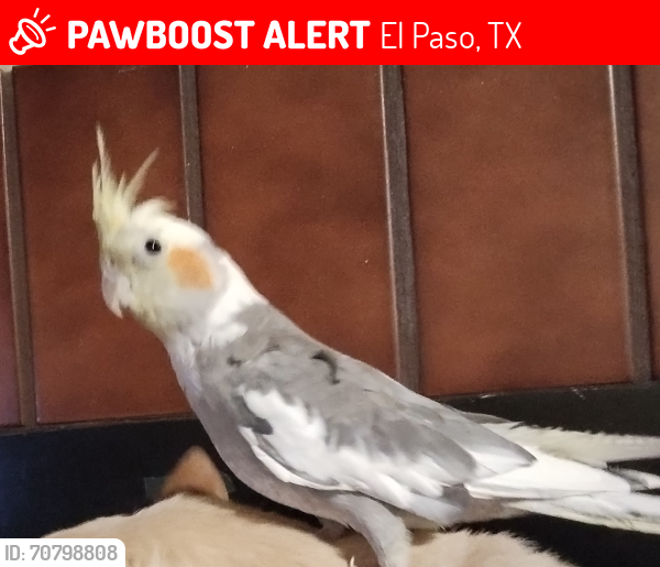 Lost Male Bird last seen Castner and Destello rd , El Paso, TX 79907