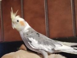 Lost Male Bird last seen Castner and Destello rd , El Paso, TX 79907