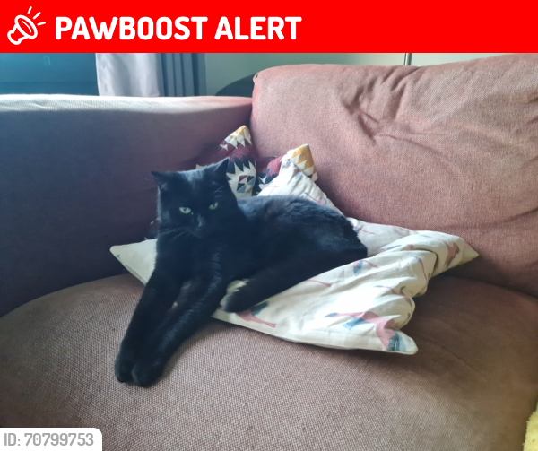 Lost Female Cat last seen Near Washway road/ Eastway Road, Greater Manchester, England M33 4HE