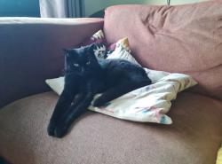 Lost Female Cat last seen Near Washway road/ Eastway Road, Greater Manchester, England M33 4HE