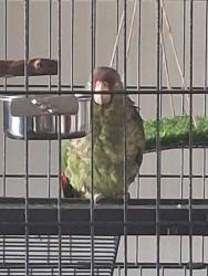 Lost Male Bird last seen Century Boulevard, Inglewood, CA 90301