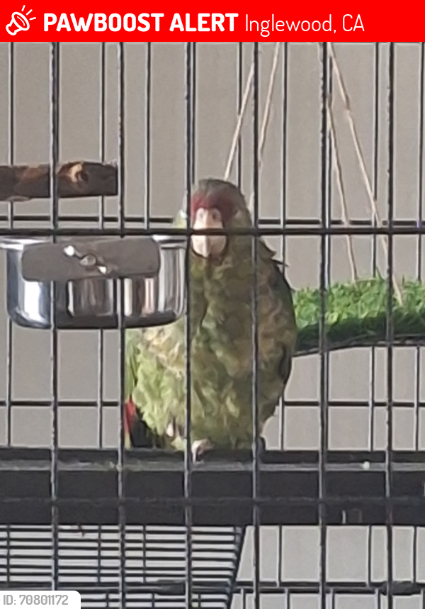 Lost Male Bird last seen Century Boulevard, Inglewood, CA 90301