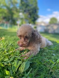 Reunited Male Dog last seen Fulton Rd NW Canton, Canton, OH 44703