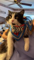Lost Male Cat last seen encanto park, Duarte, CA 91010