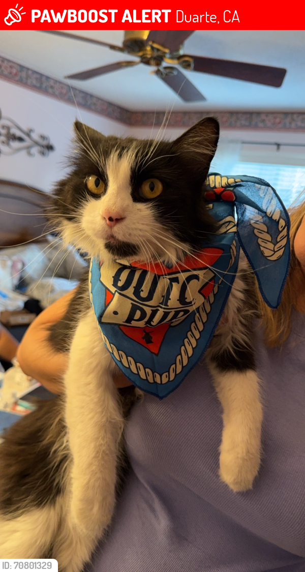 Lost Male Cat last seen encanto park, Duarte, CA 91010