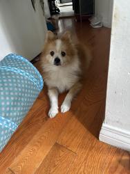 Lost Male Dog last seen 6th and 57th, Los Angeles, CA 90043