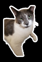 Lost Male Cat last seen Arminta & Vineland Sun Valley, Los Angeles, CA 91352