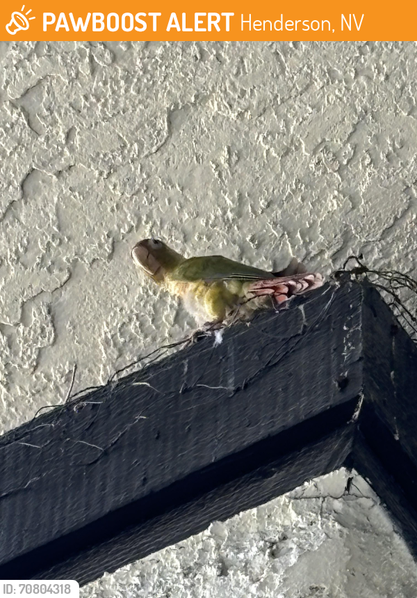 Found/Stray Unknown Bird last seen Henderson nv 89015, Henderson, NV 89015