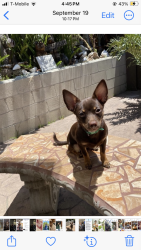 Lost Female Dog last seen Woodrow, San Diego, CA 92114