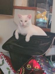 Lost Female Cat last seen Memphis and Fulton, Cleveland, OH 44144