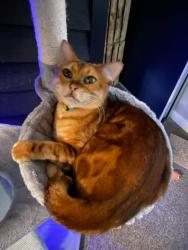 Lost Male Cat last seen The Oaks/ Spreading Oak Rd in Brandermill , Brandermill, VA 23112