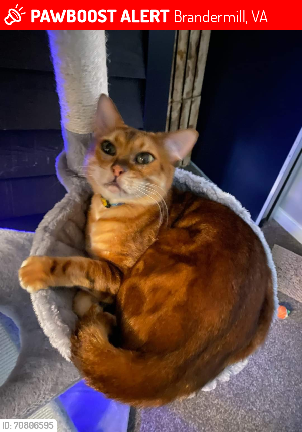 Lost Male Cat last seen The Oaks/ Spreading Oak Rd in Brandermill , Brandermill, VA 23112