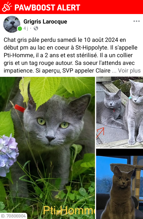 Lost Male Cat last seen 570e avenue, Saint-Hippolyte, QC J8A 3L1
