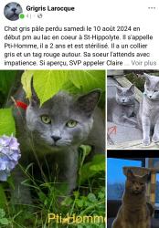 Lost Male Cat last seen 570e avenue, Saint-Hippolyte, QC J8A 3L1